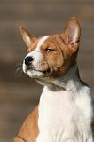 BASENJI 206